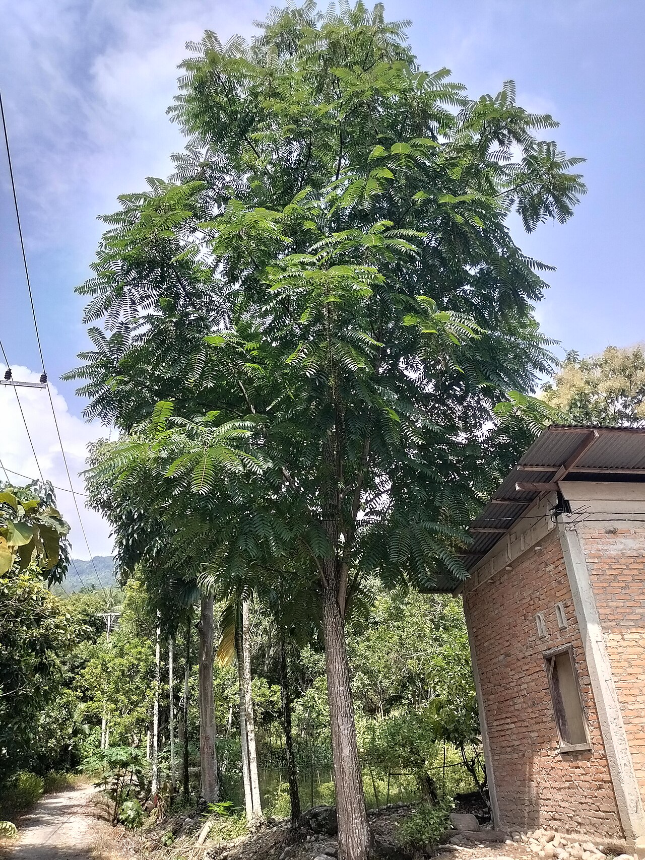 Indian mahogany: Tanaman Chukrasia tabularis di Paninggahan, Kabupaten Solok.