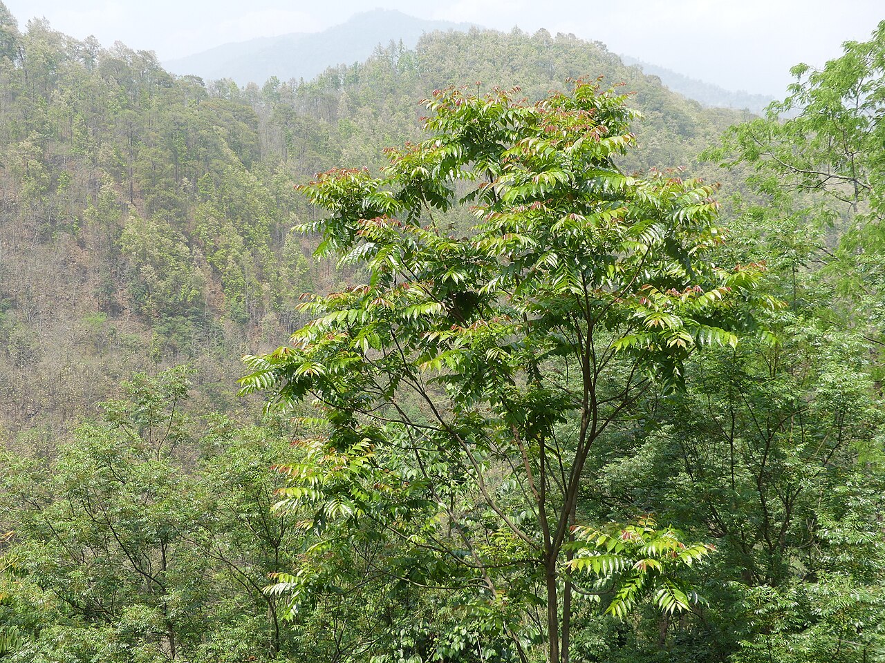 Indian mahogany: Chukrasia tabularis in north Bengal