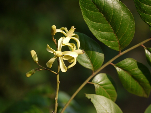 Indian mahogany (Chukrasia tabularis)