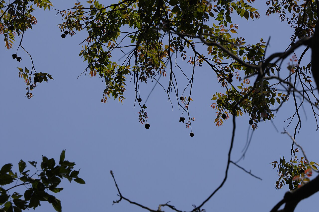 Indian mahogany: Chukrasia tabularis A.Juss.