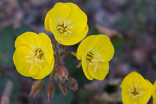 Chylismia brevipes