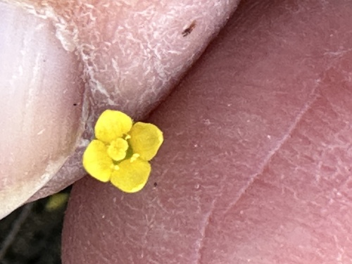 Oregon timwort (Cicendia quadrangularis)
