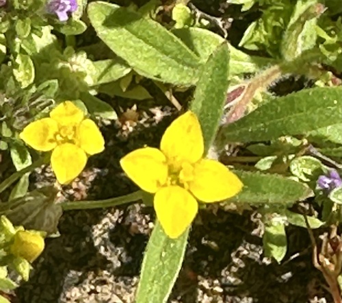 Oregon timwort (Cicendia quadrangularis)