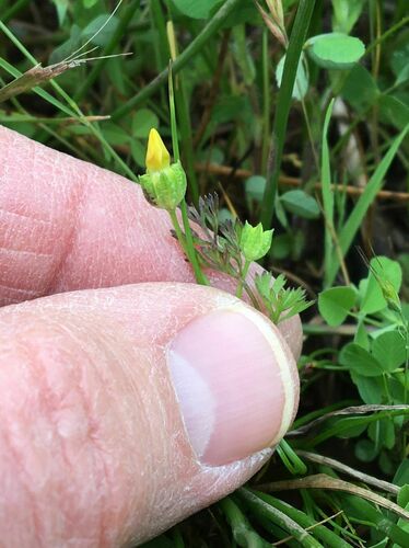 Oregon timwort (Cicendia quadrangularis)