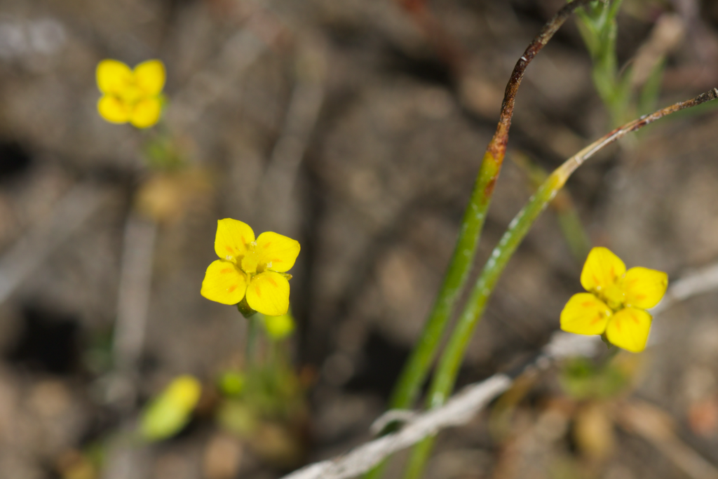 Oregon timwort (Cicendia quadrangularis)