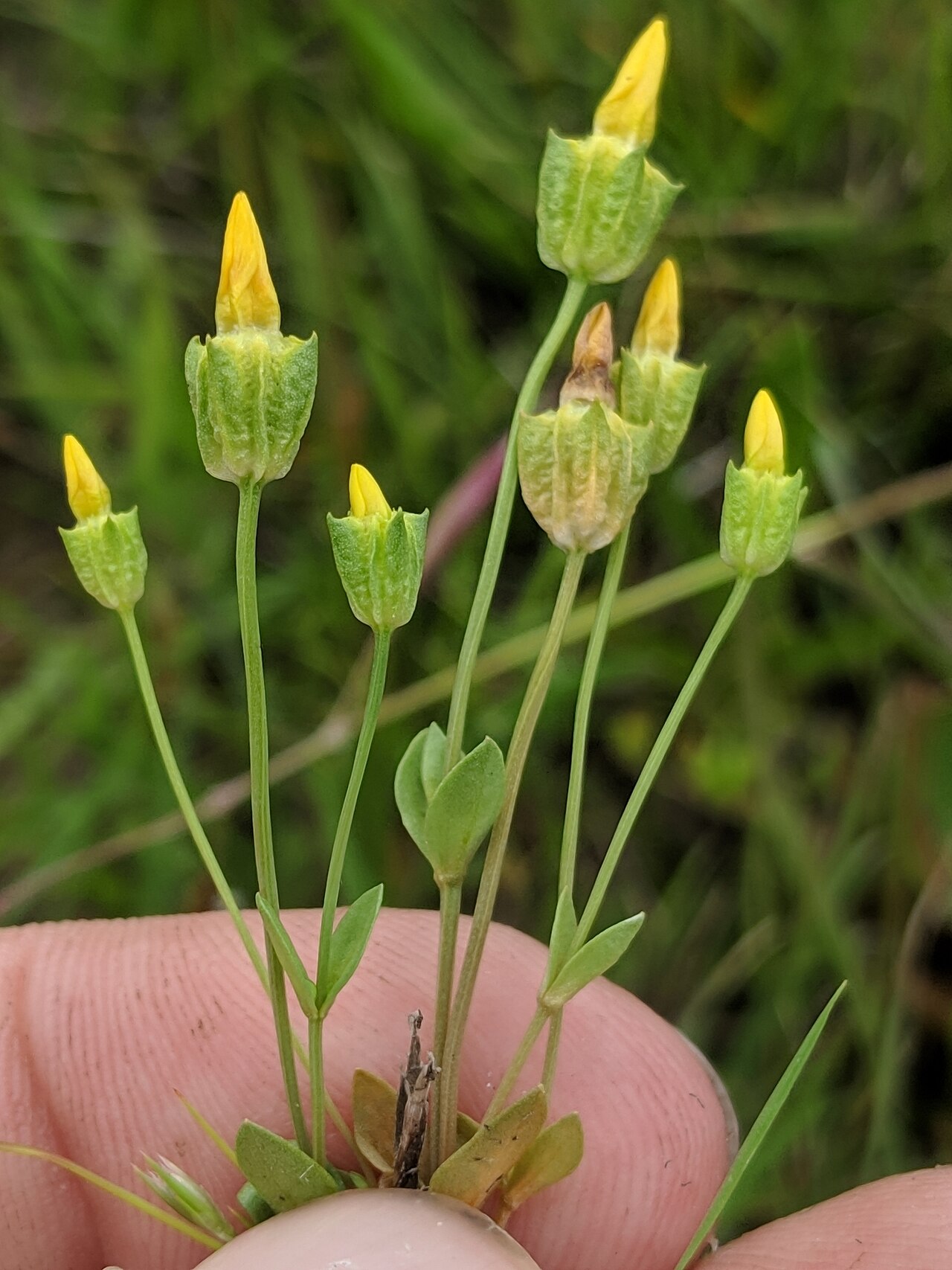 Oregon timwort: timwort
