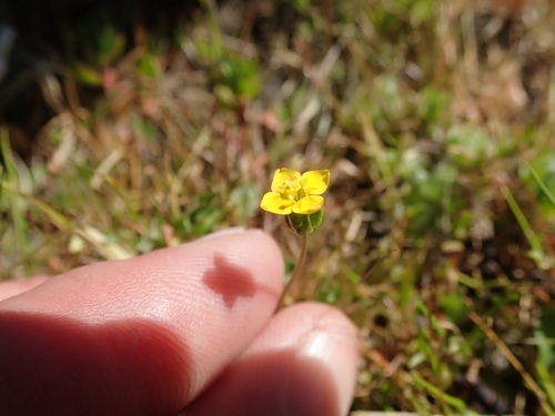 Oregon timwort (Cicendia quadrangularis)