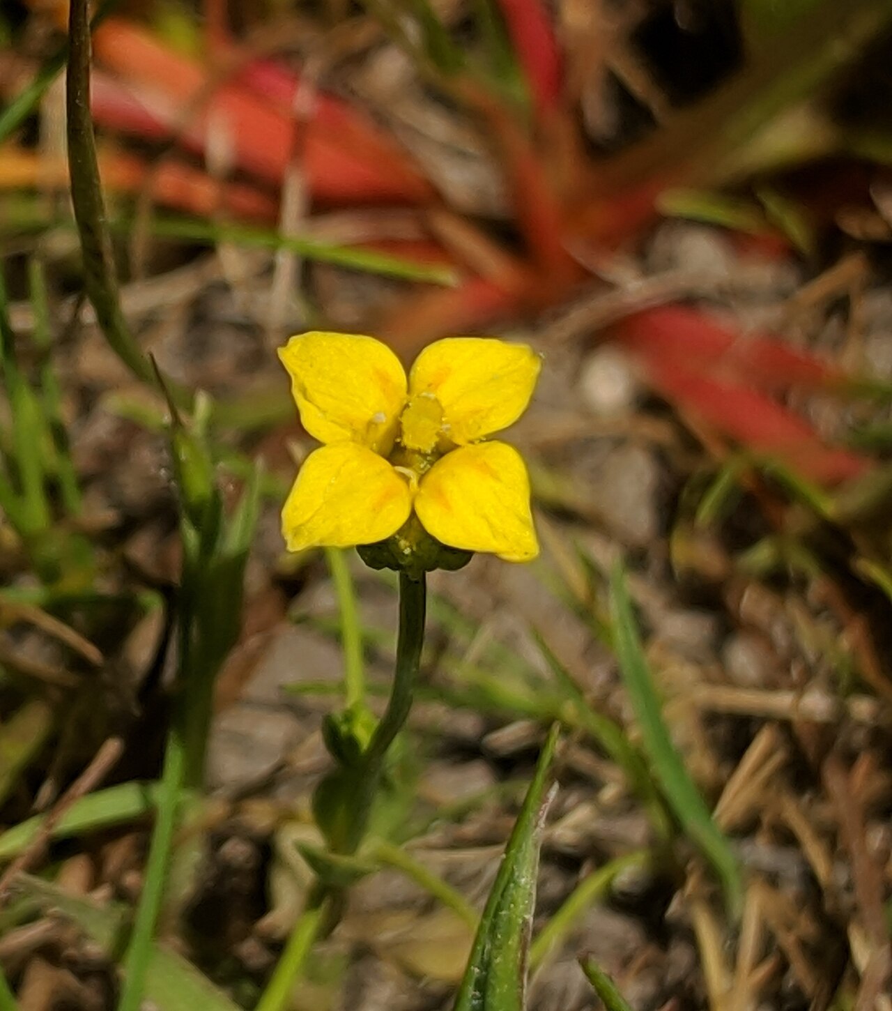 Oregon timwort: timwort