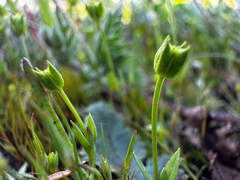 Oregon timwort (Cicendia quadrangularis)