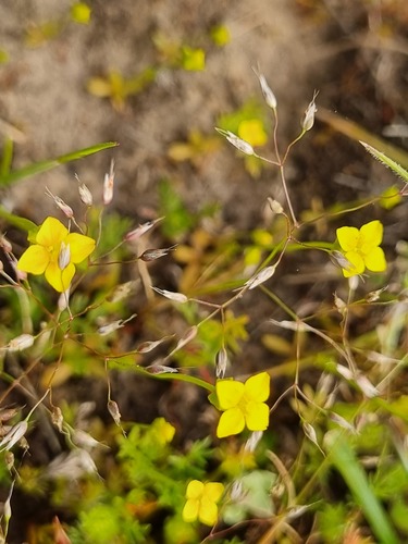 Oregon timwort (Cicendia quadrangularis)