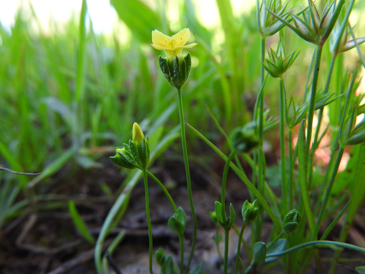 Oregon timwort: timwort