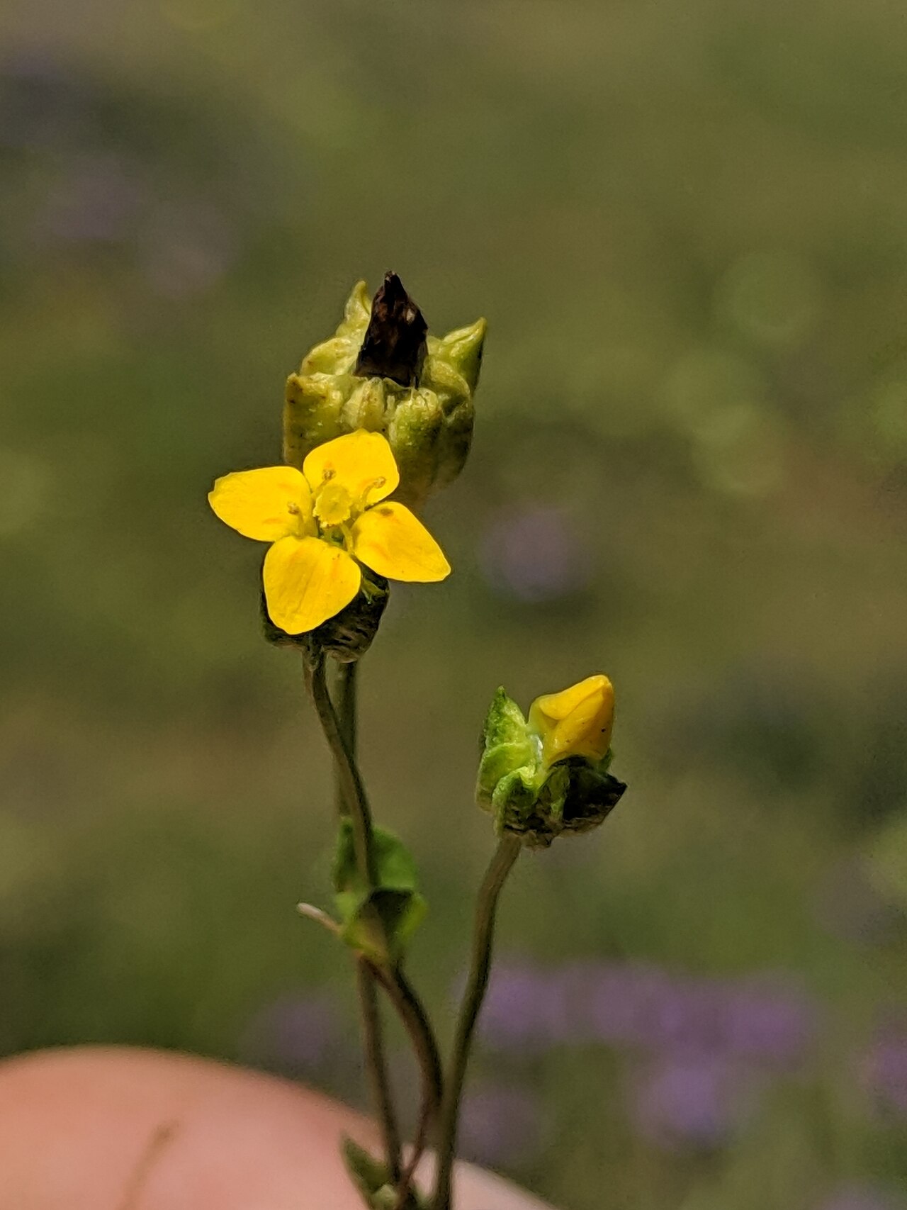 Oregon timwort: timwort