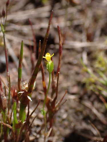 Oregon timwort (Cicendia quadrangularis)