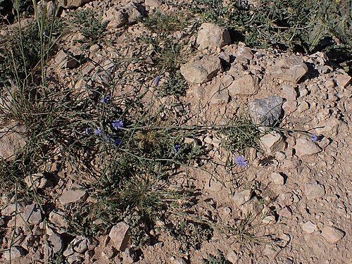 Cultivated endive: Cichorium endivia (wild form) in Dana in Jordan