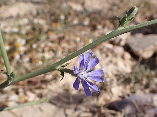 Cultivated endive: Cichorium endivia (wild form) in Dana in Jordan