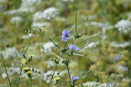 Cultivated endive (Cichorium endivia)