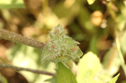 Cultivated endive (Cichorium endivia)