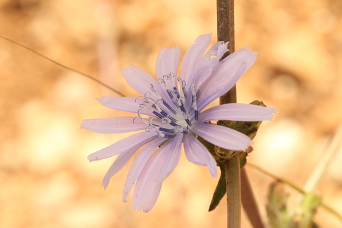 Cultivated endive (Cichorium endivia)