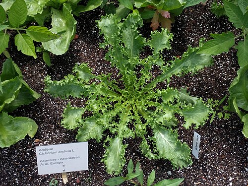 Cultivated endive: Botanical garden, Leiden