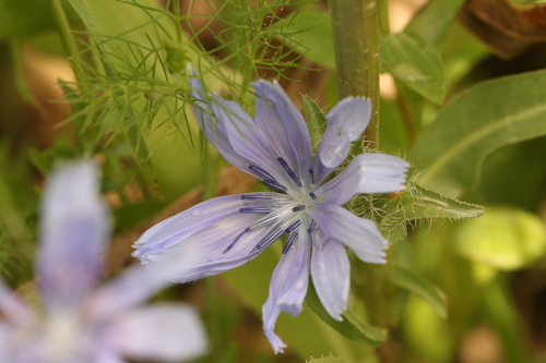 Cultivated endive (Cichorium endivia)