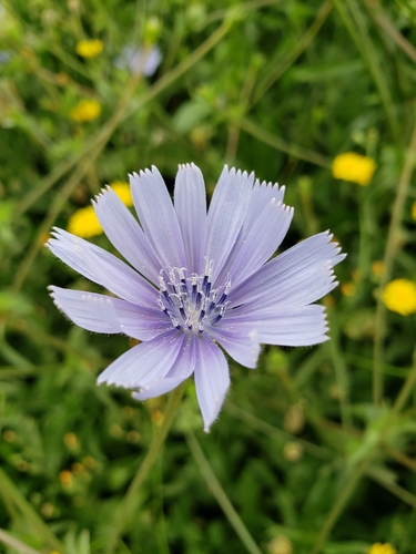 Cultivated endive (Cichorium endivia)