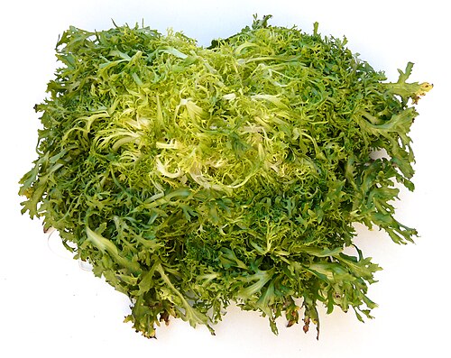 Cultivated endive: Ein Kopf Friseesalat von der Seite