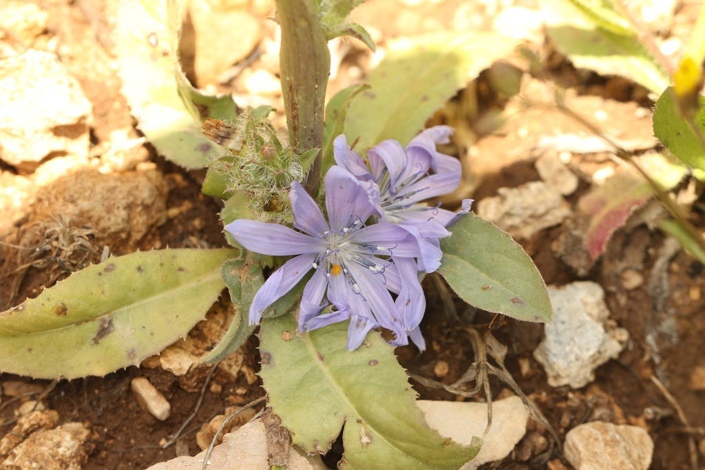 Cultivated endive (Cichorium endivia)