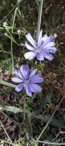 Cultivated endive (Cichorium endivia)