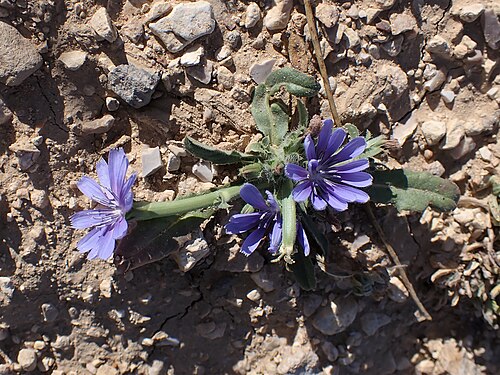 Cultivated endive: Cichorium endivia (wild form) in Dana in Jordan