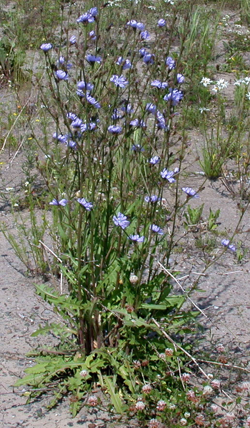 Chicory: Nom français : chicoré sauvage. Nom anglais : wild chicory. Plants en fleur (inflorescence, capitules) de chicoré sauvage, en milieu naturel.