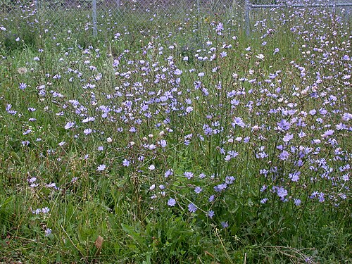 Chicory: Nom français : chicoré sauvage. Nom anglais : wild chicory. Plants en fleur (inflorescence, capitules) de chicoré sauvage, en milieu naturel.