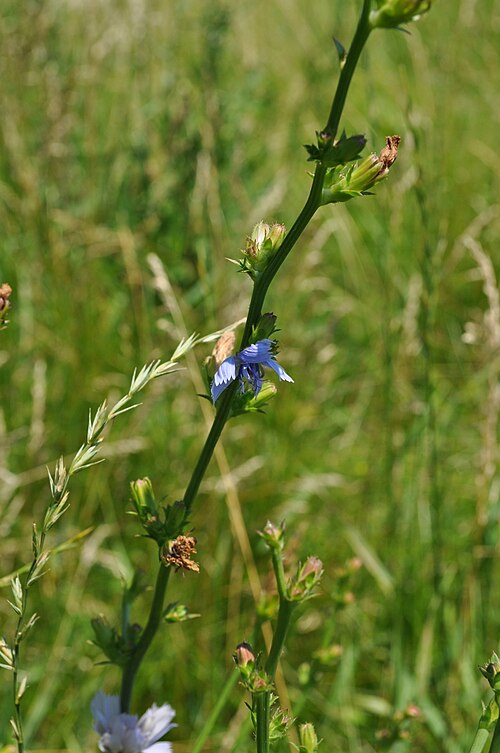 Chicory: Chickory. For more information on identification and control, visit <a href=" http://turfweeds.cals.cornell.edu/plant/identify/161 " rel="nofollow">turfweeds.ca