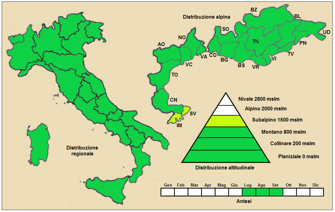 Chicory: Cichorium intybus - Distribuzione italiana