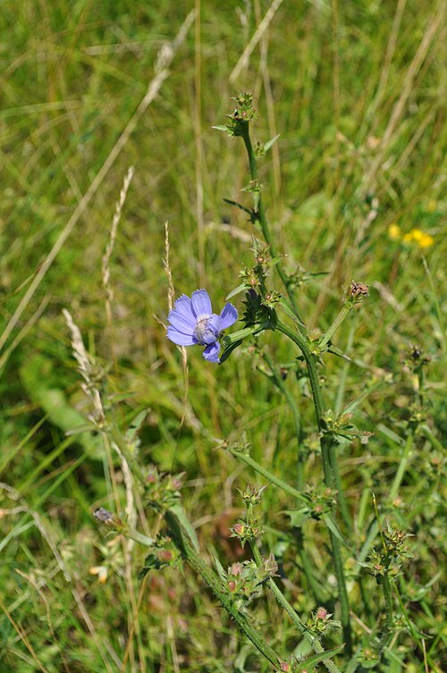 Chicory: Chickory. For more information on identification and control, visit <a href=" http://turfweeds.cals.cornell.edu/plant/identify/161 " rel="nofollow">turfweeds.ca
