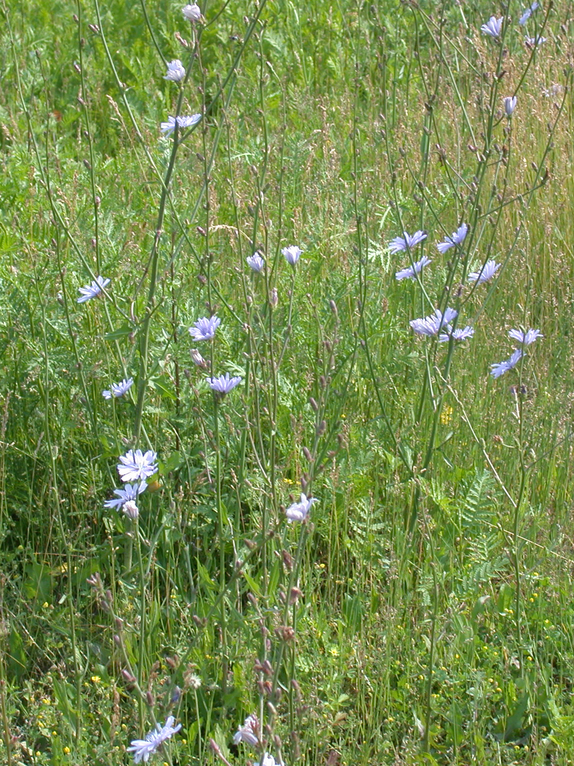 Chicory: Nom français : chicoré sauvage. Nom anglais : wild chicory. Plants en fleur (inflorescence, capitules) de chicoré sauvage, en milieu naturel.