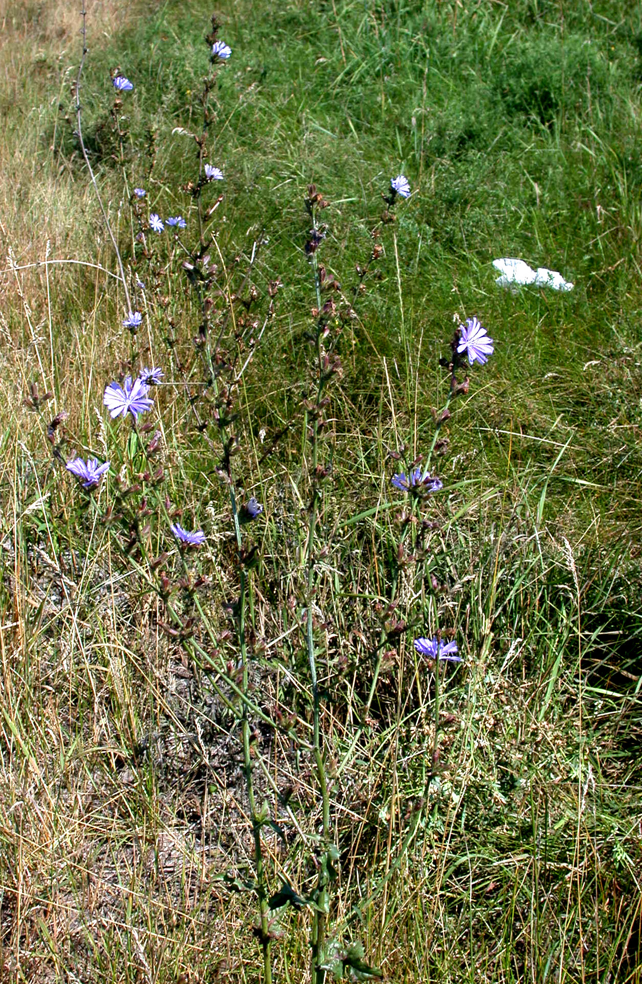 Chicory: Nom français : chicoré sauvage. Nom anglais : wild chicory. Plants en fleur (inflorescence, capitules) de chicoré sauvage, en milieu naturel.