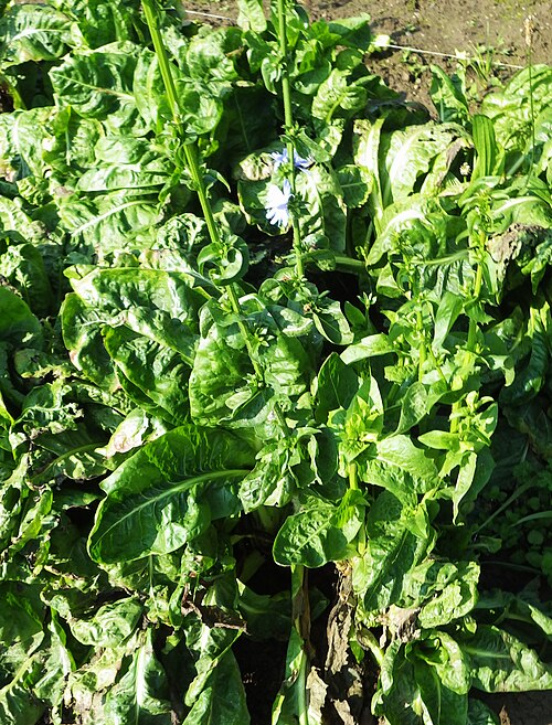 Chicory: Such early flowering of the chicory plants reduces the beet's propensity for later forcing.