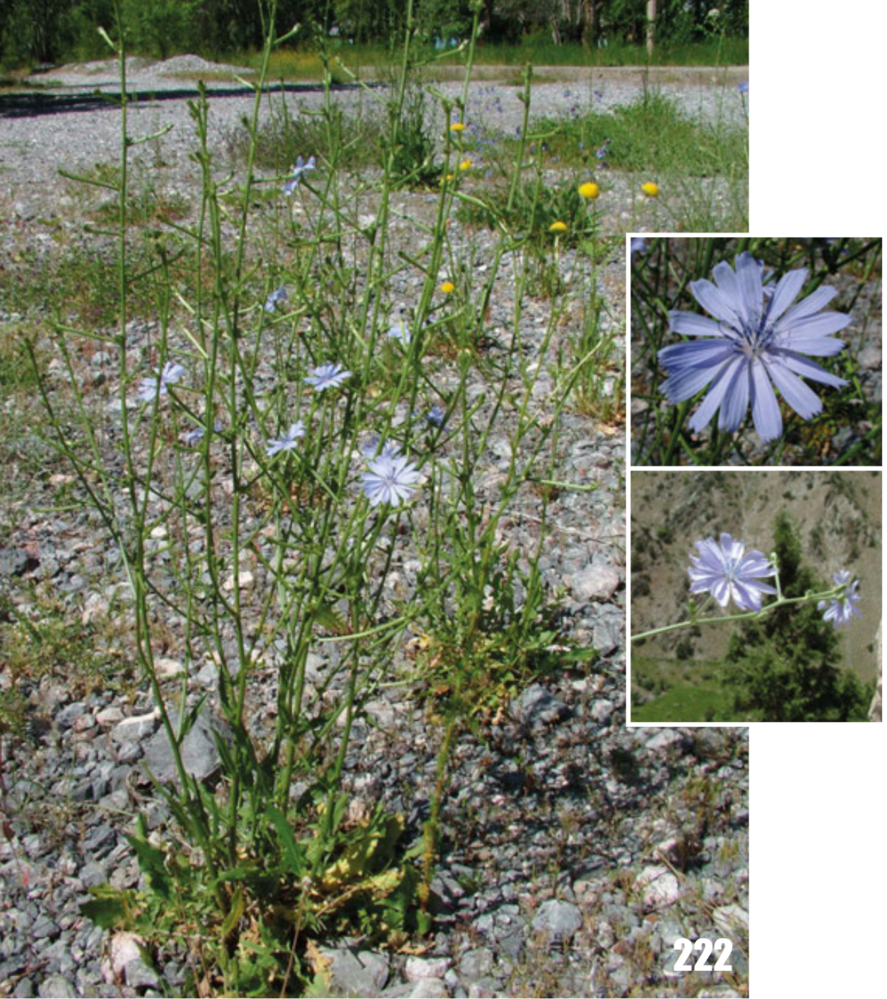 Chicory: Cichorium intybus, Tajikistan.