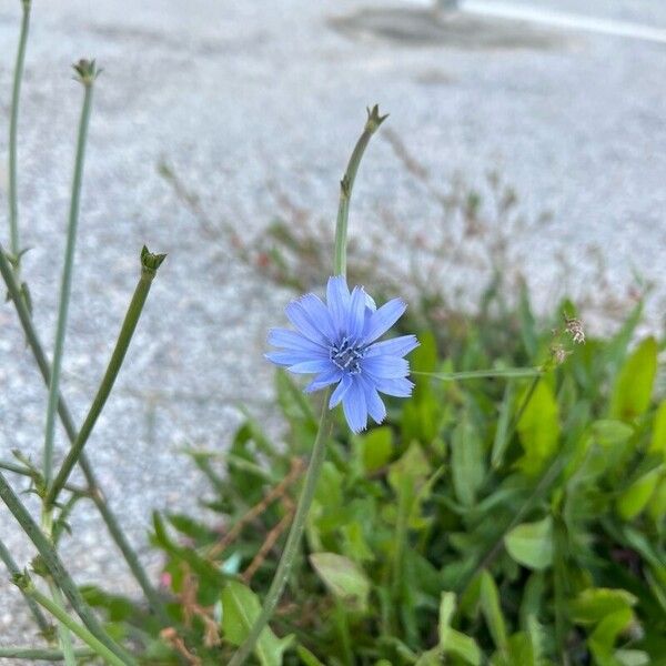 Cichorium pumilum (Cichorium pumilum)