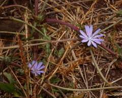 Cichorium pumilum (Cichorium pumilum)