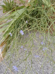 Cichorium pumilum (Cichorium pumilum)