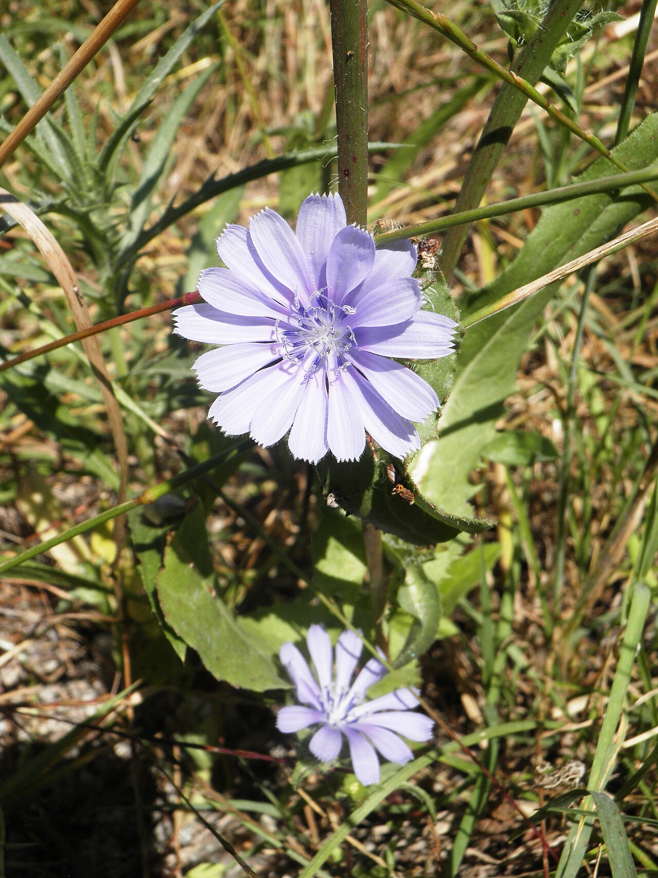 Cichorium pumilum: Cichorium pumilum עולש מצוי
