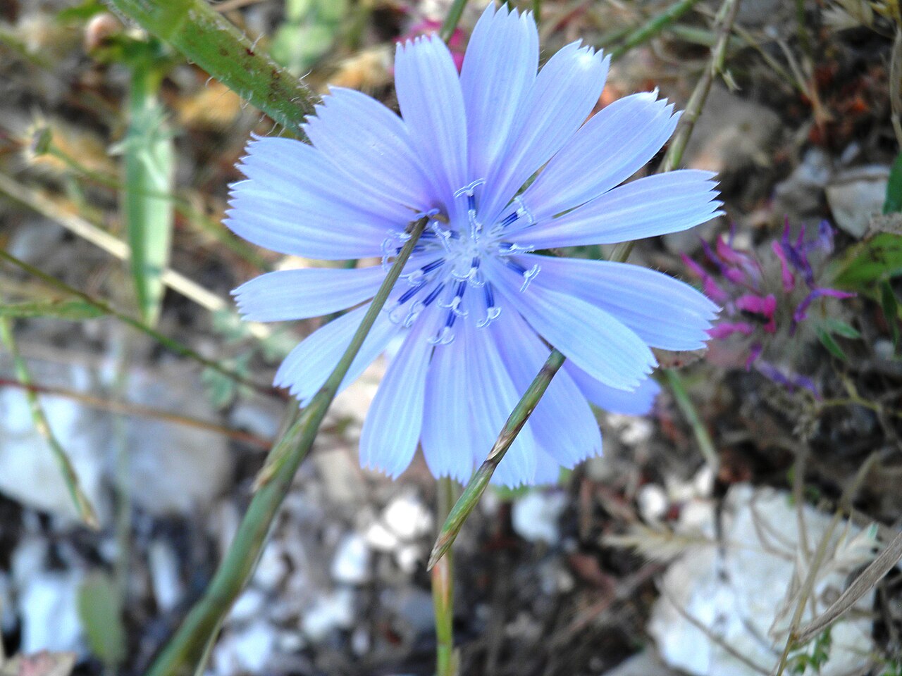 Cichorium pumilum: עולש מצוי