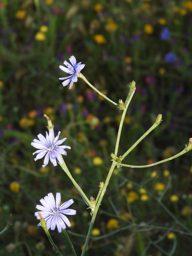 Cichorium pumilum (Cichorium pumilum)