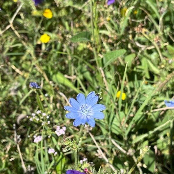 Cichorium pumilum (Cichorium pumilum)