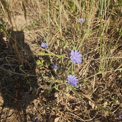 Cichorium pumilum (Cichorium pumilum)