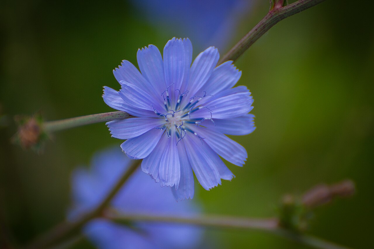 Cichorium pumilum: Credits to Mickaël Schauli / Wikimedia Commons