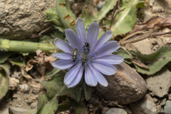 Cichorium pumilum (Cichorium pumilum)