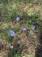 Cichorium pumilum (Cichorium pumilum)
