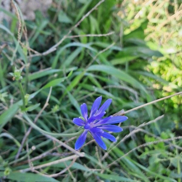 Cichorium pumilum (Cichorium pumilum)